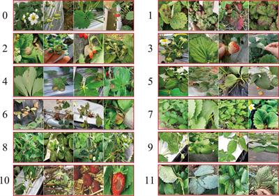 Class-attention-based lesion proposal convolutional neural network for strawberry diseases identification